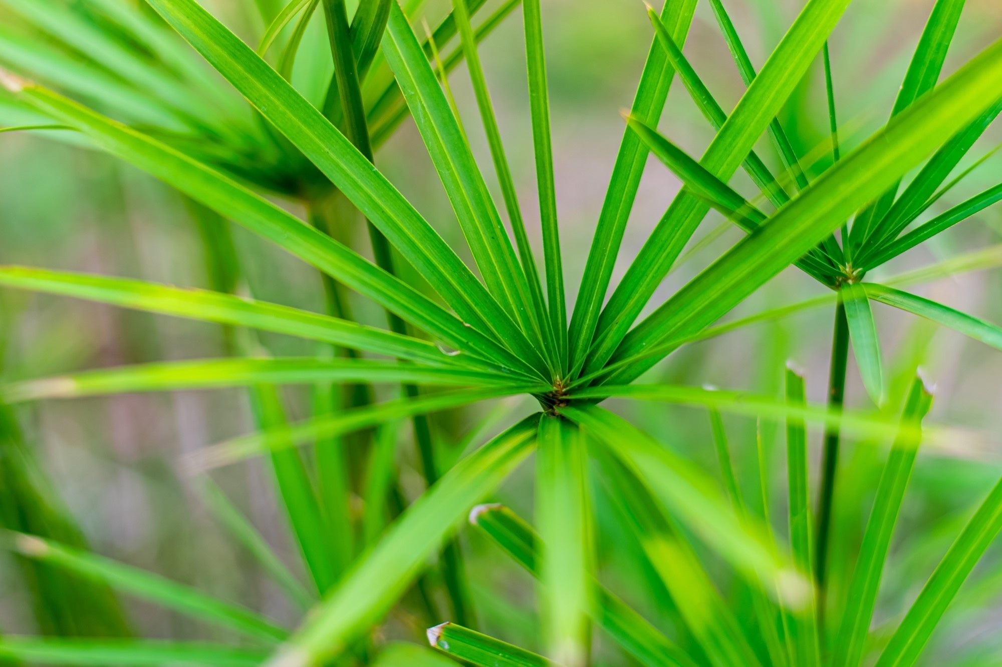 Cyperus papyrus