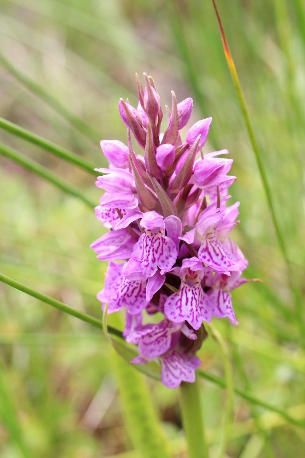 Dactylorhiza majalis praetermissa