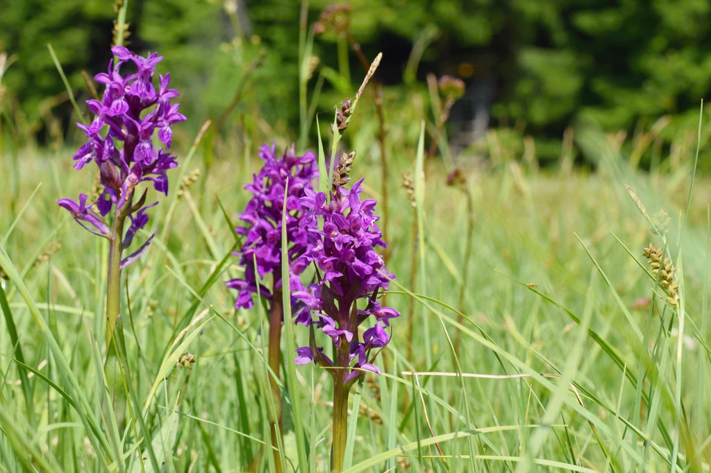 Dactylorhiza majalis praetermissa