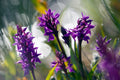 Dactylorhiza majalis praetermissa