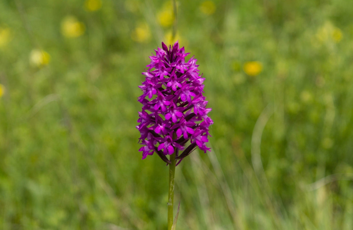 Dactylorhiza majalis praetermissa