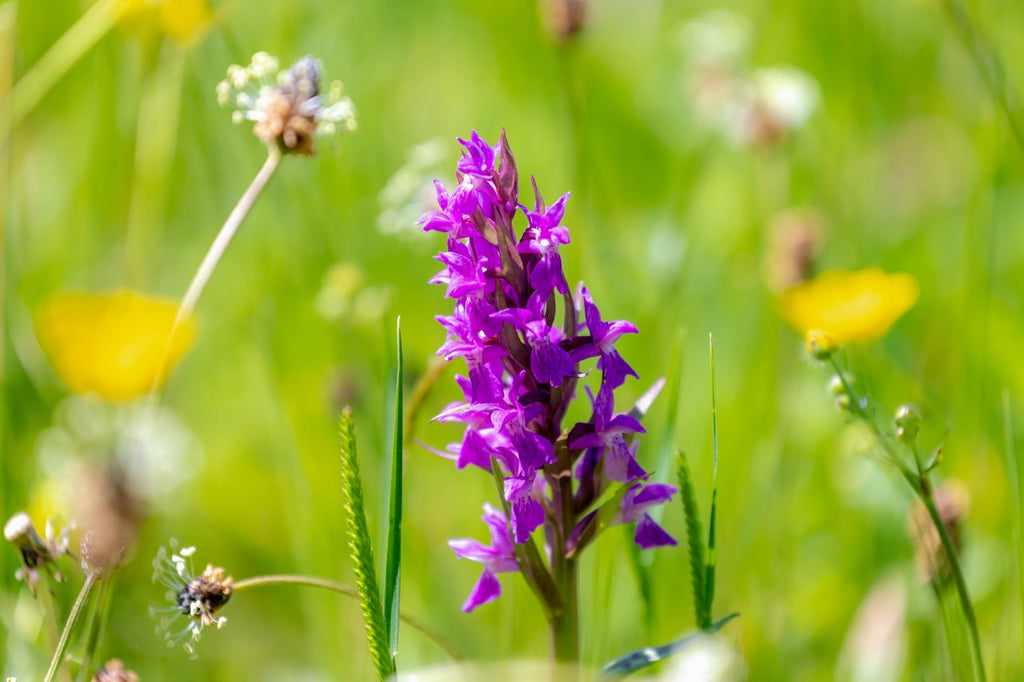 Dactylorhiza majalis praetermissa