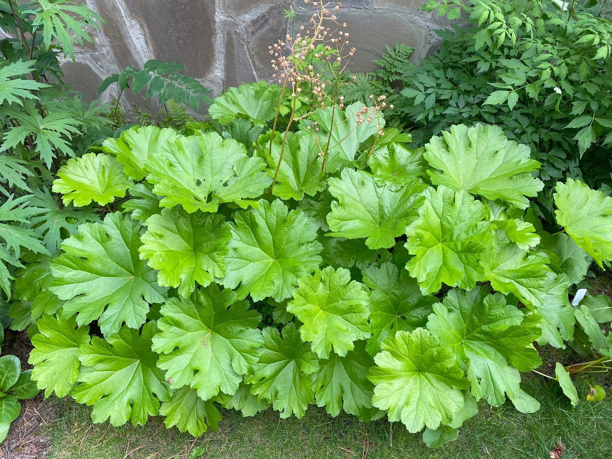 Darmera peltata
