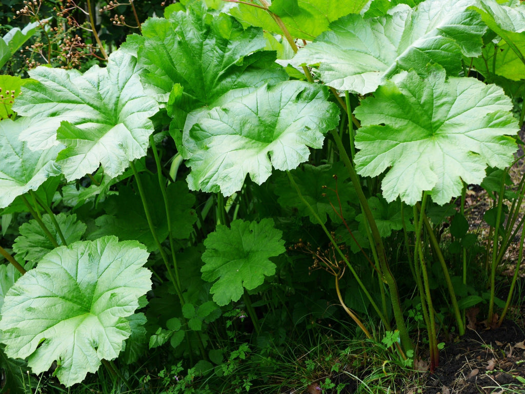Darmera peltata
