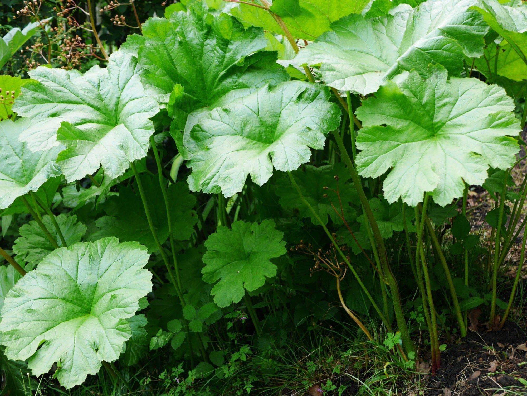 Darmera peltata
