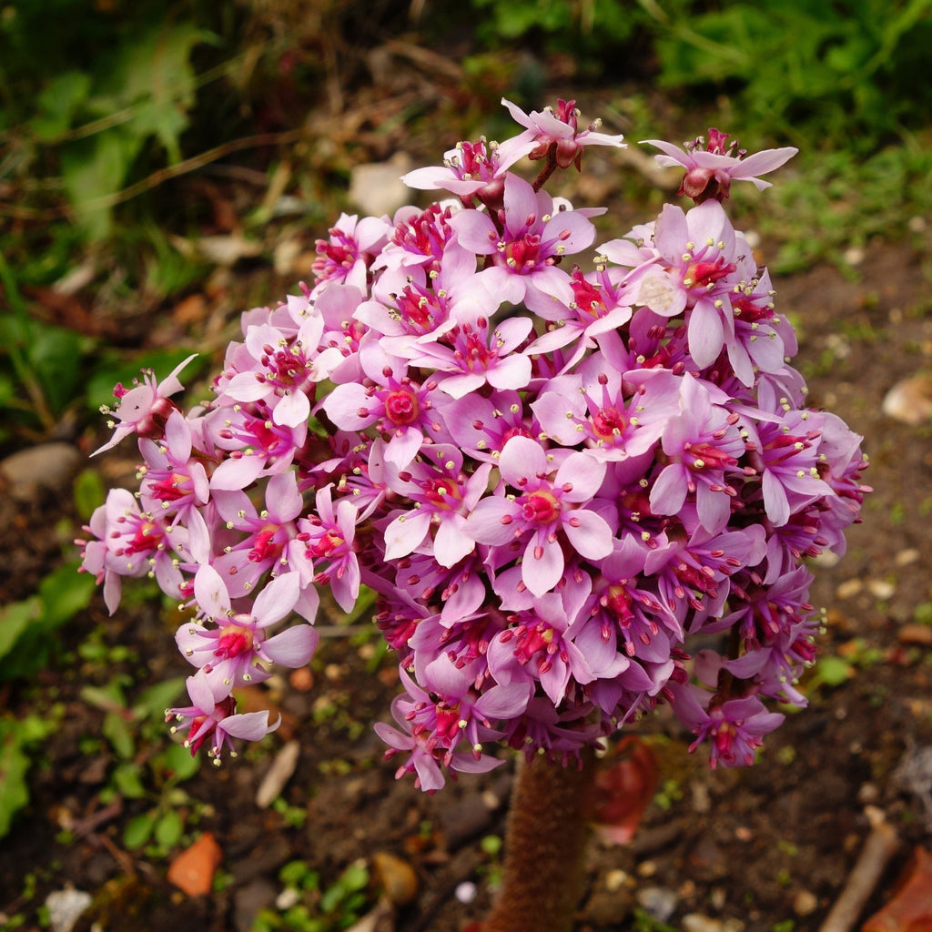 Darmera peltata