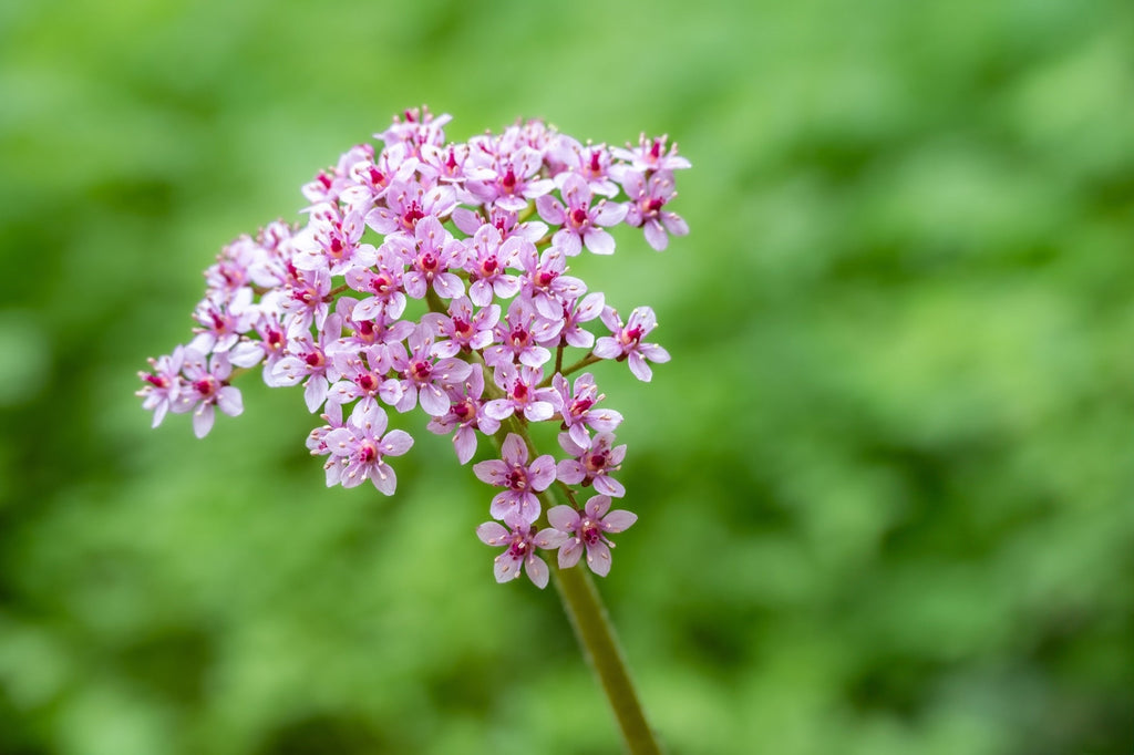Darmera peltata