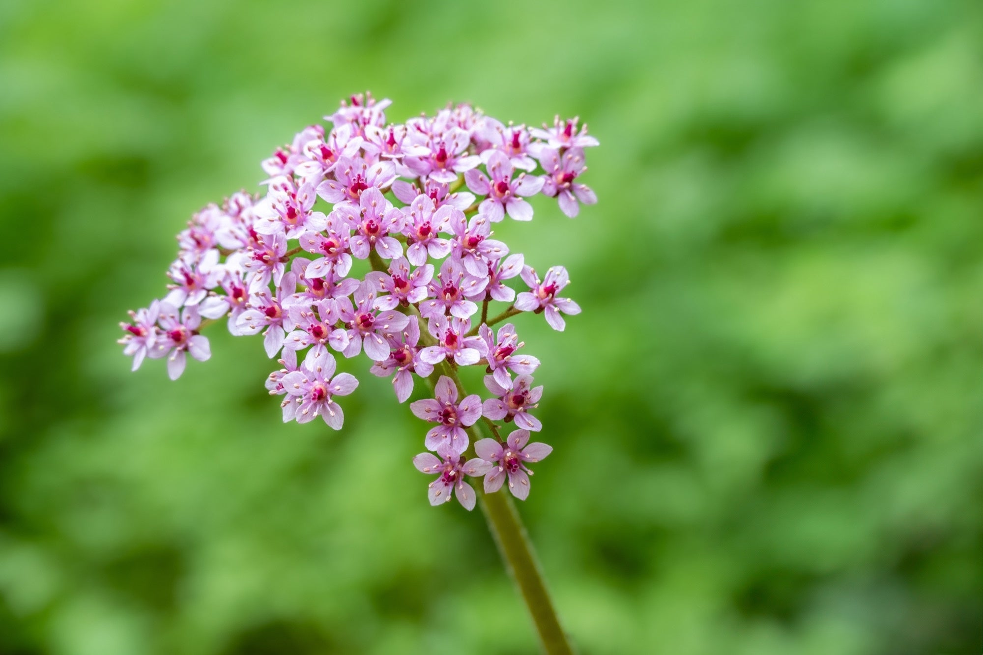 Darmera peltata