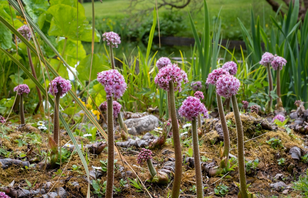 Darmera peltata