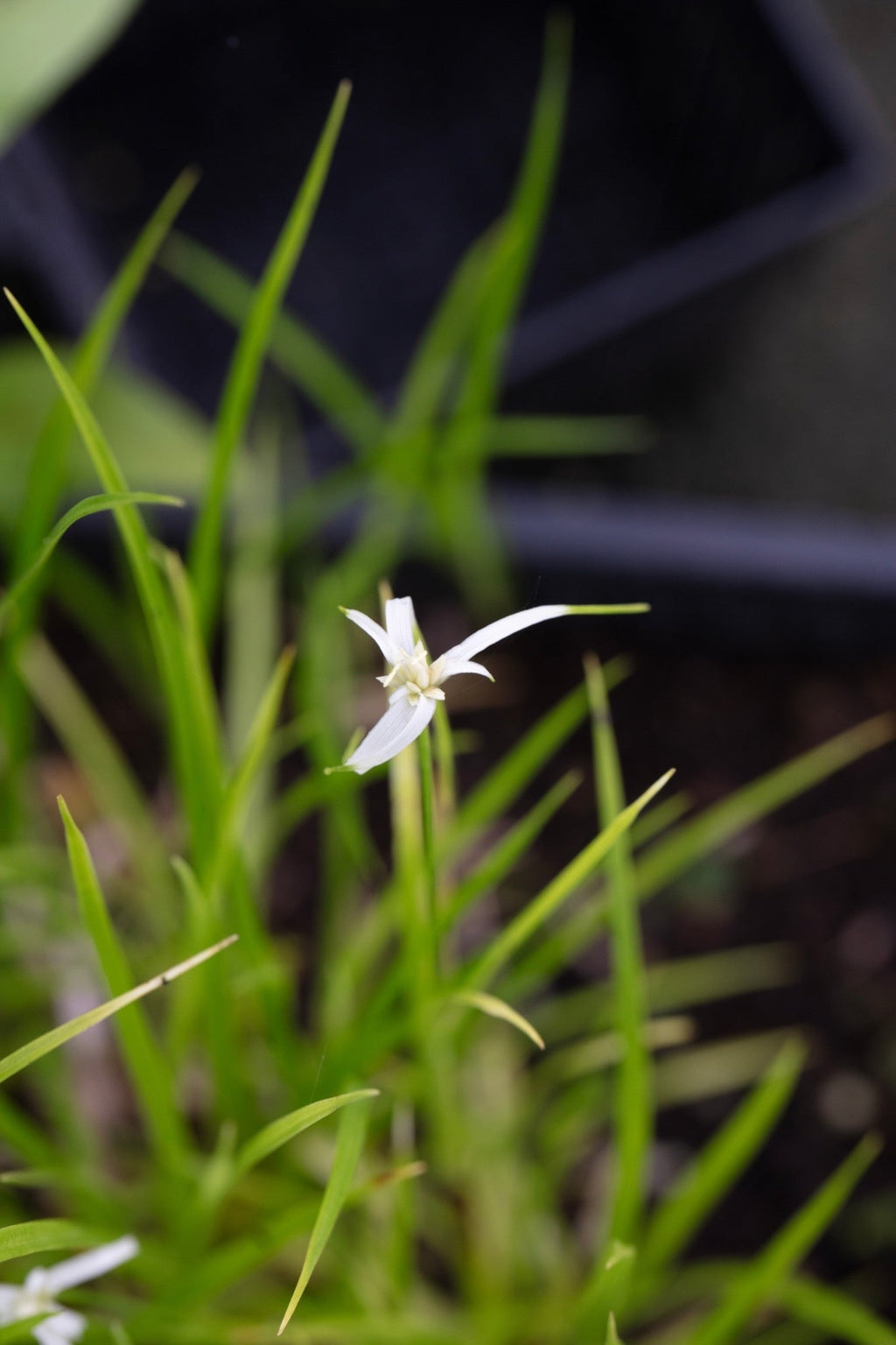 Dichromena colorata