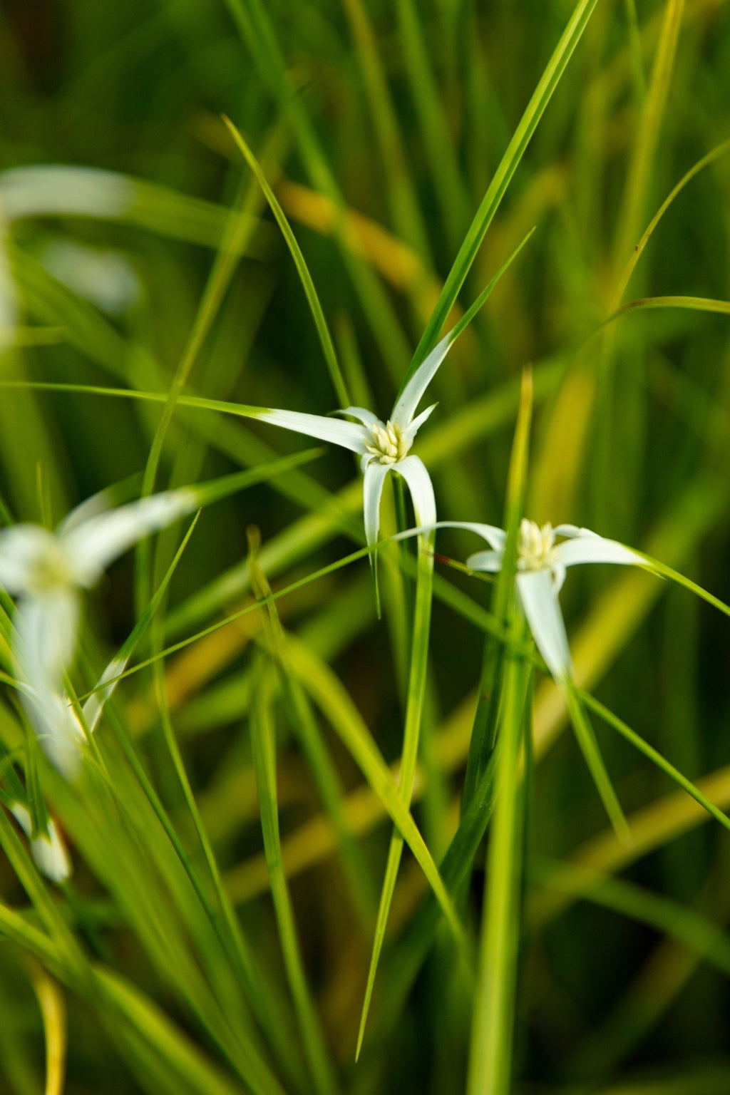 Dichromena colorata