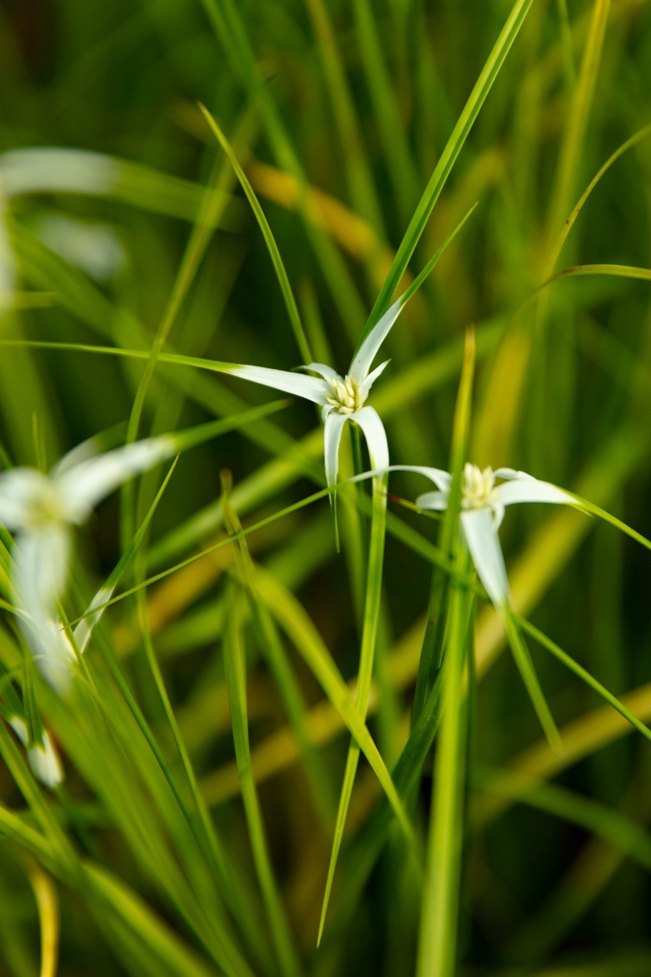Dichromena colorata