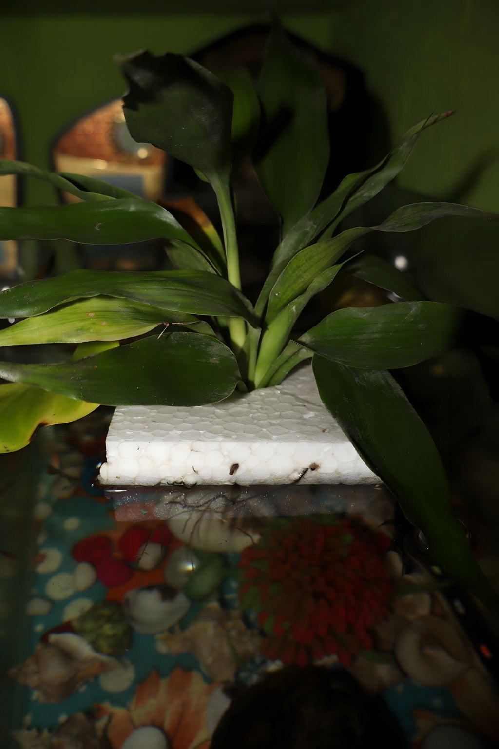 Dracaena sanderiana