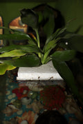 Dracaena sanderiana