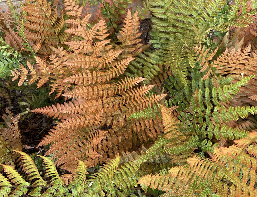 Dryopteris erythrosora