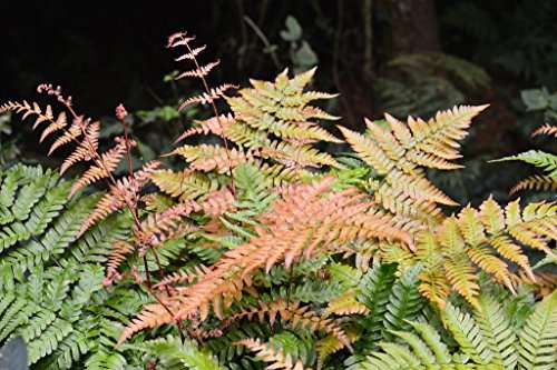 Dryopteris erythrosora