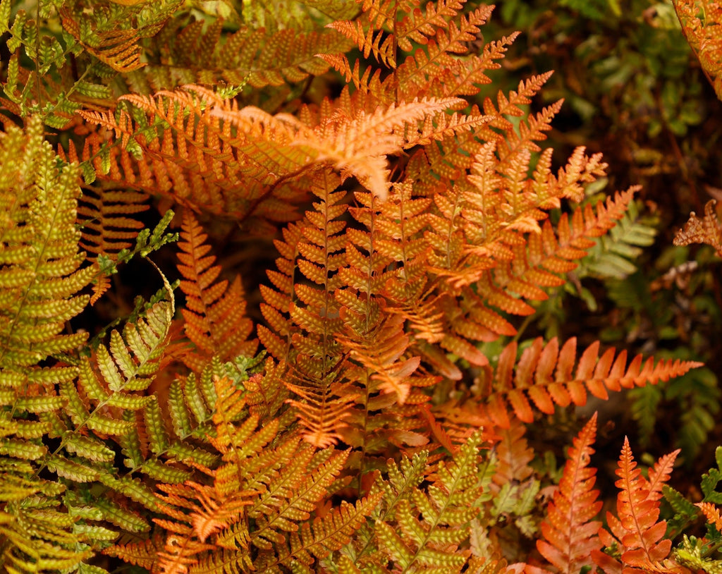 Dryopteris erythrosora