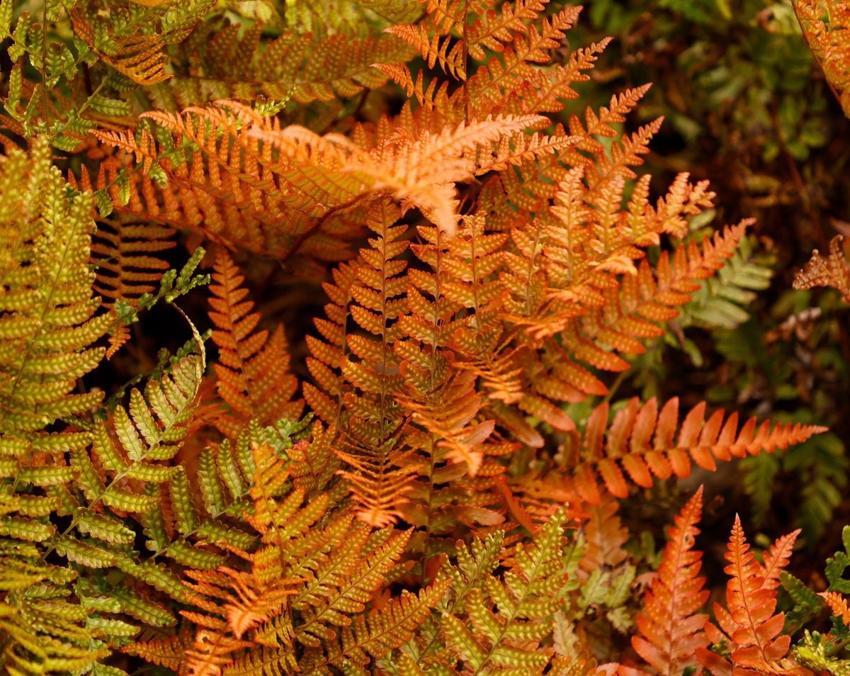 Dryopteris erythrosora