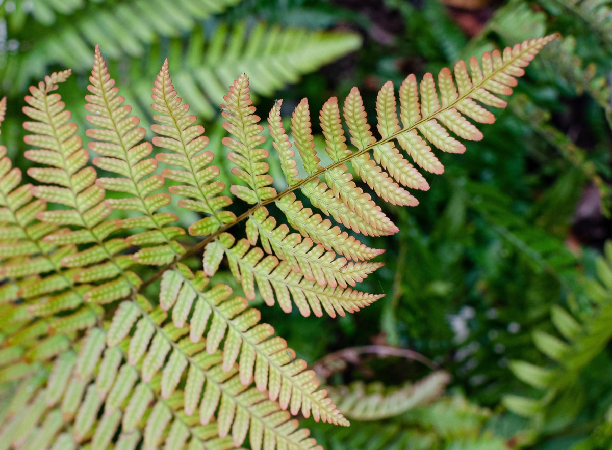 Dryopteris erythrosora