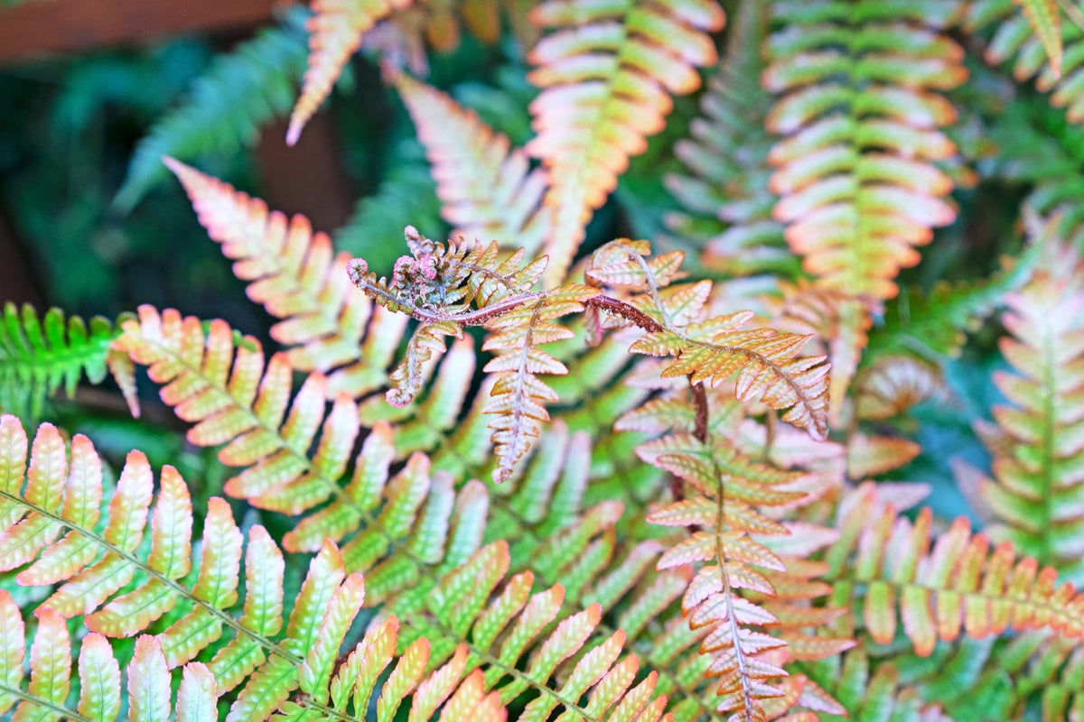 Dryopteris erythrosora