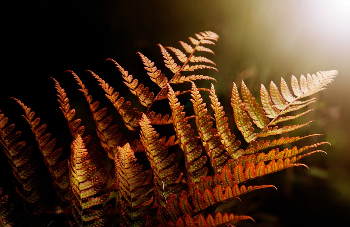 Dryopteris erythrosora