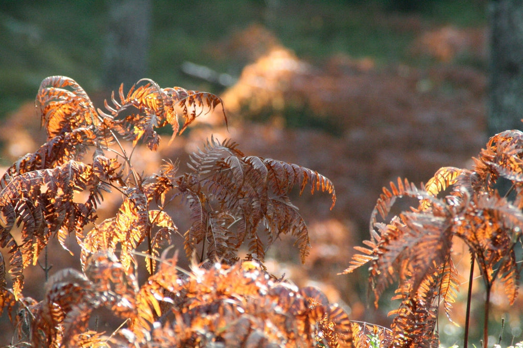Dryopteris erythrosora