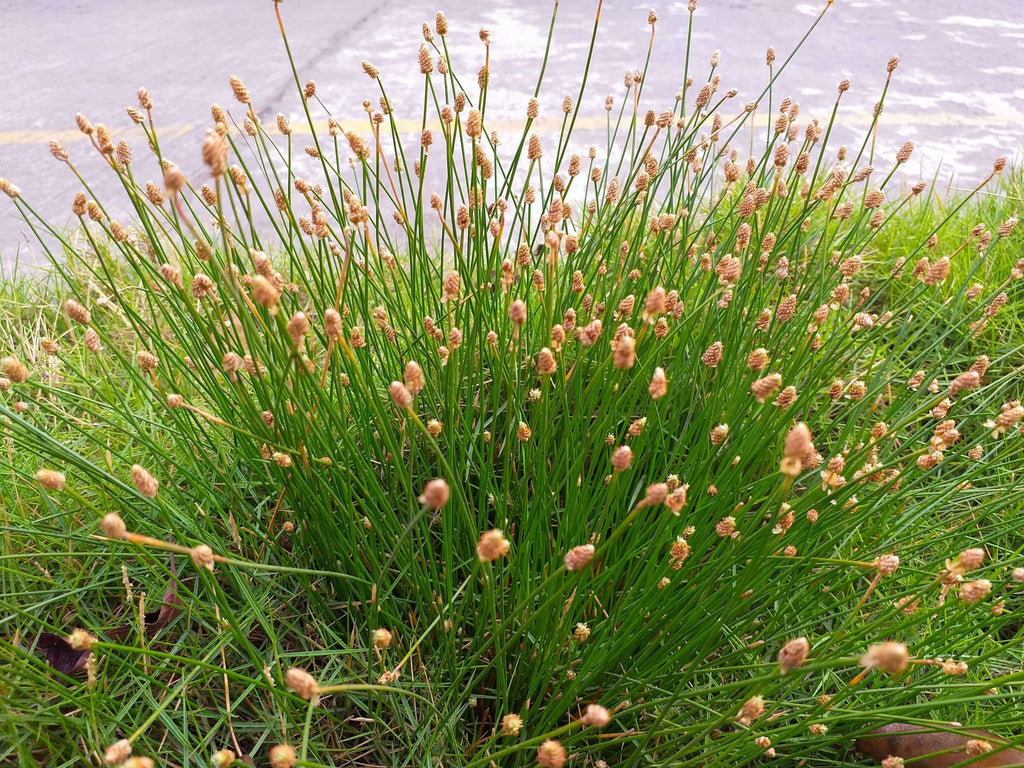 Eleocharis palustris