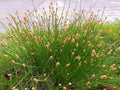Eleocharis palustris