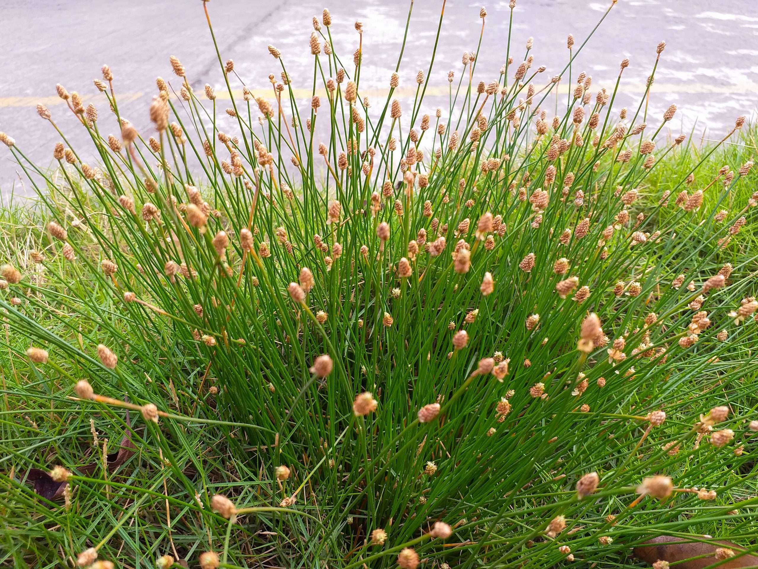 Eleocharis palustris