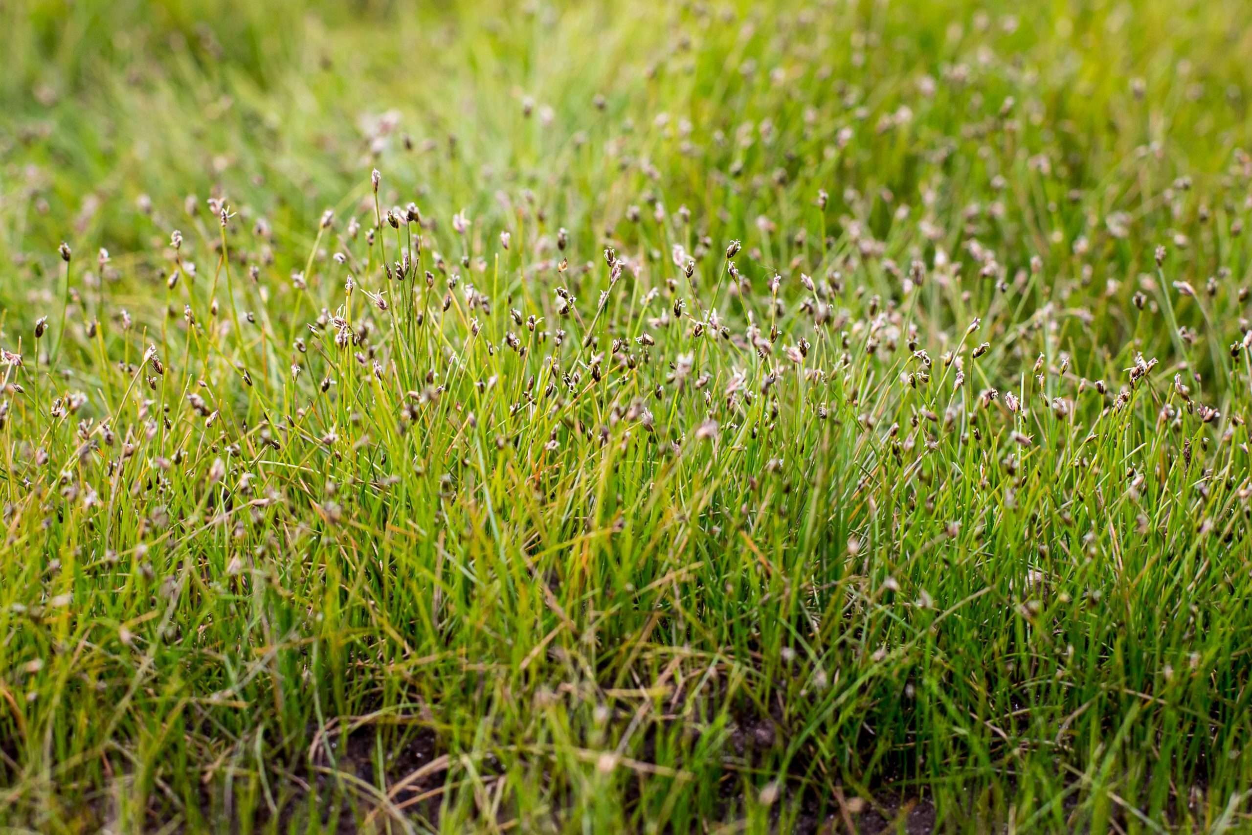 Eleocharis acicularis