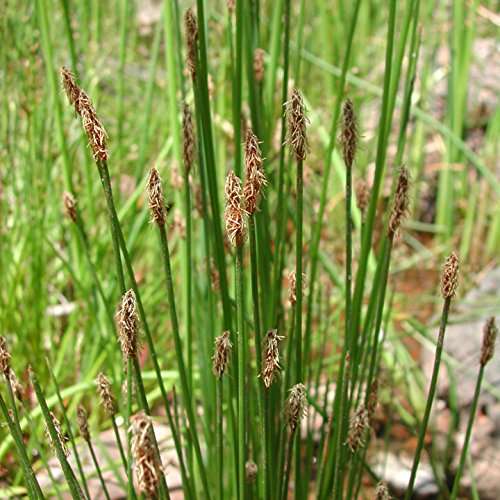 Eleocharis palustris