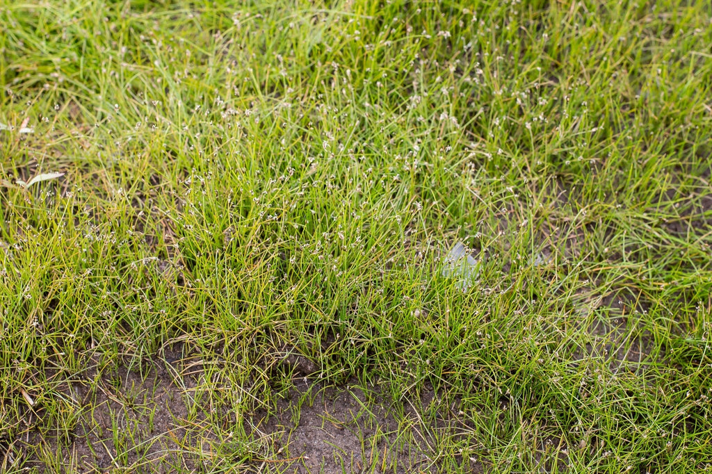 Eleocharis acicularis