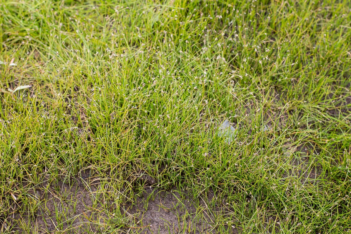 Eleocharis acicularis