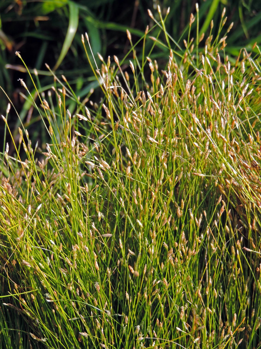 Eleocharis acicularis