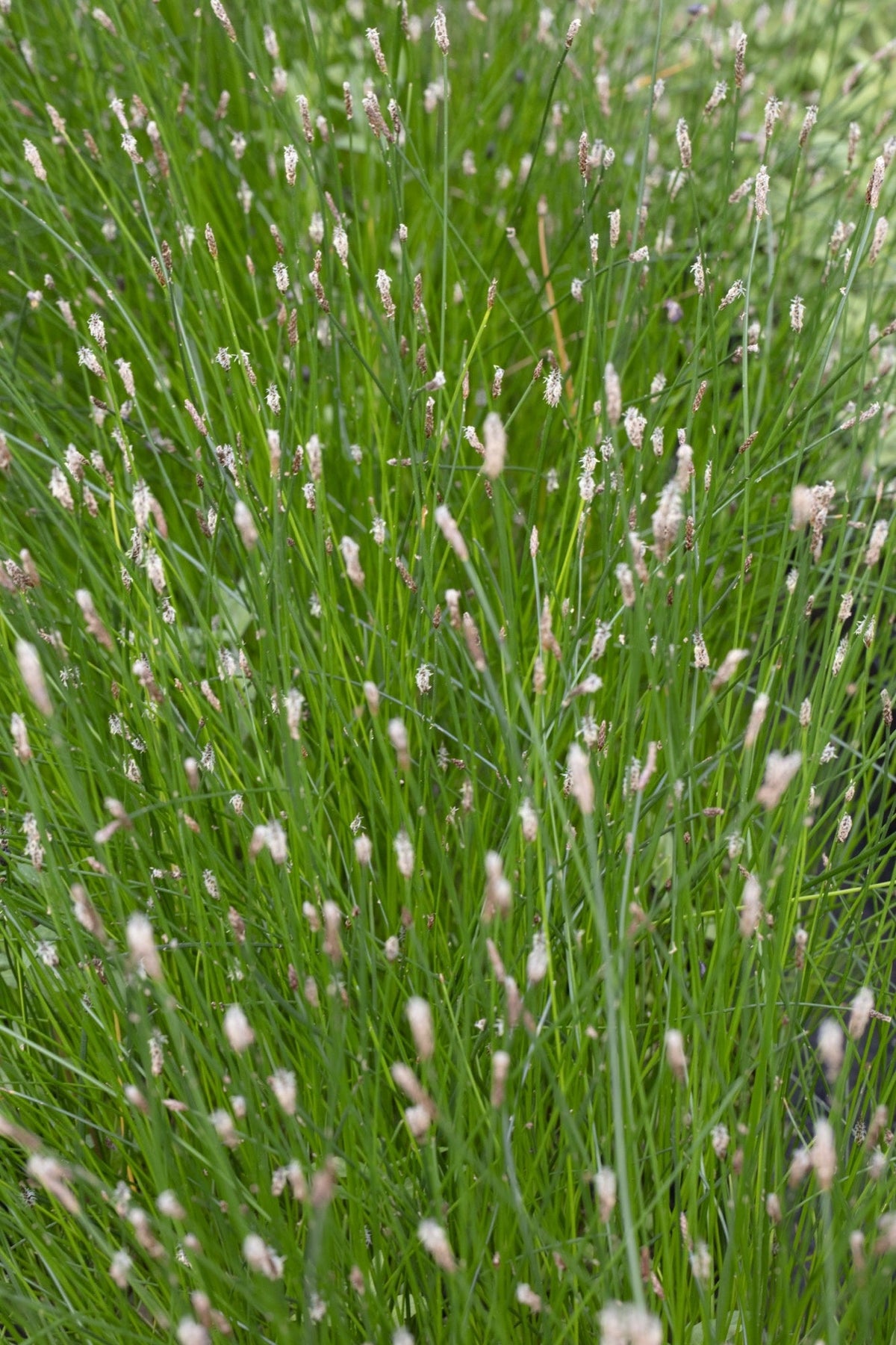 Eleocharis palustris