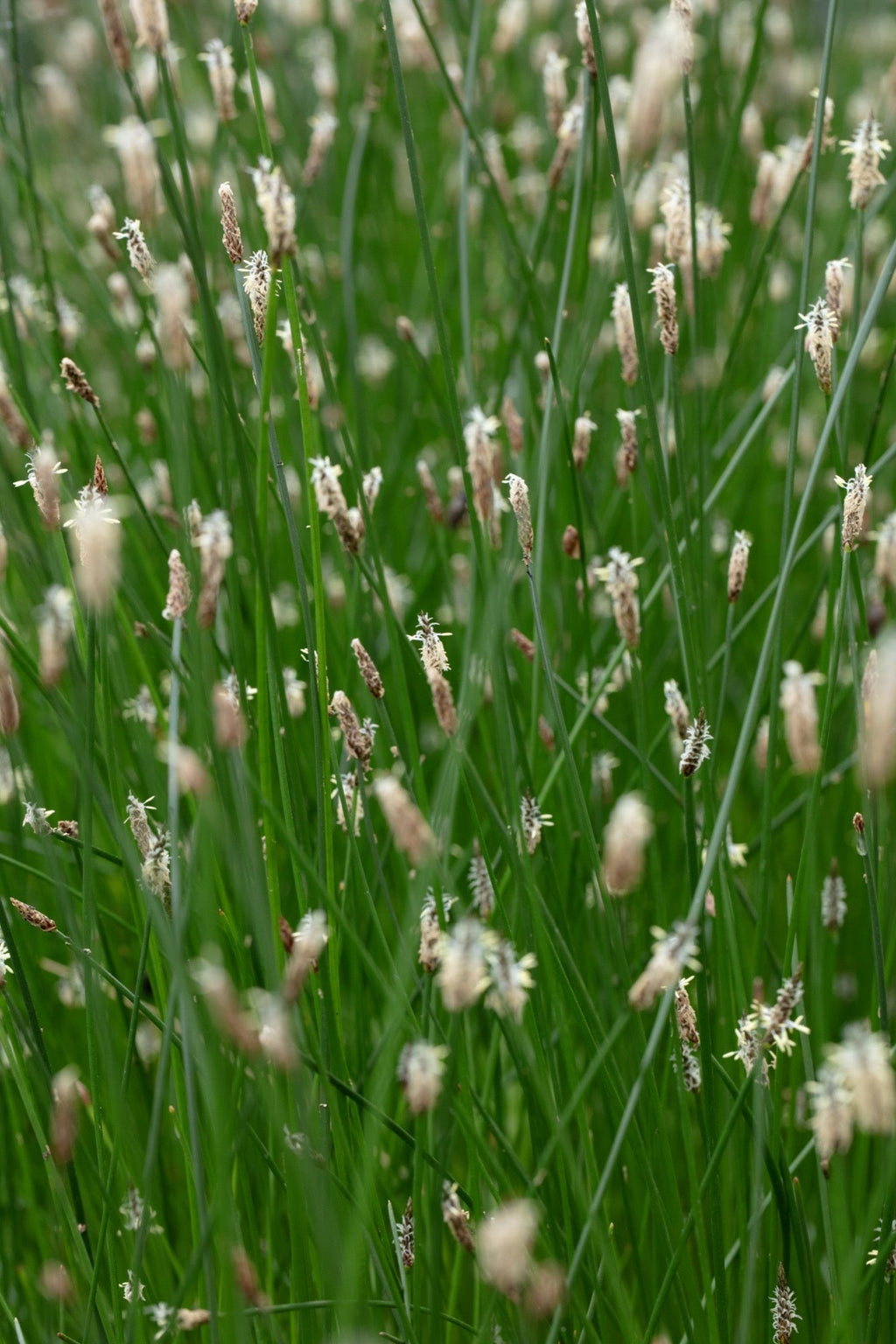 Eleocharis palustris