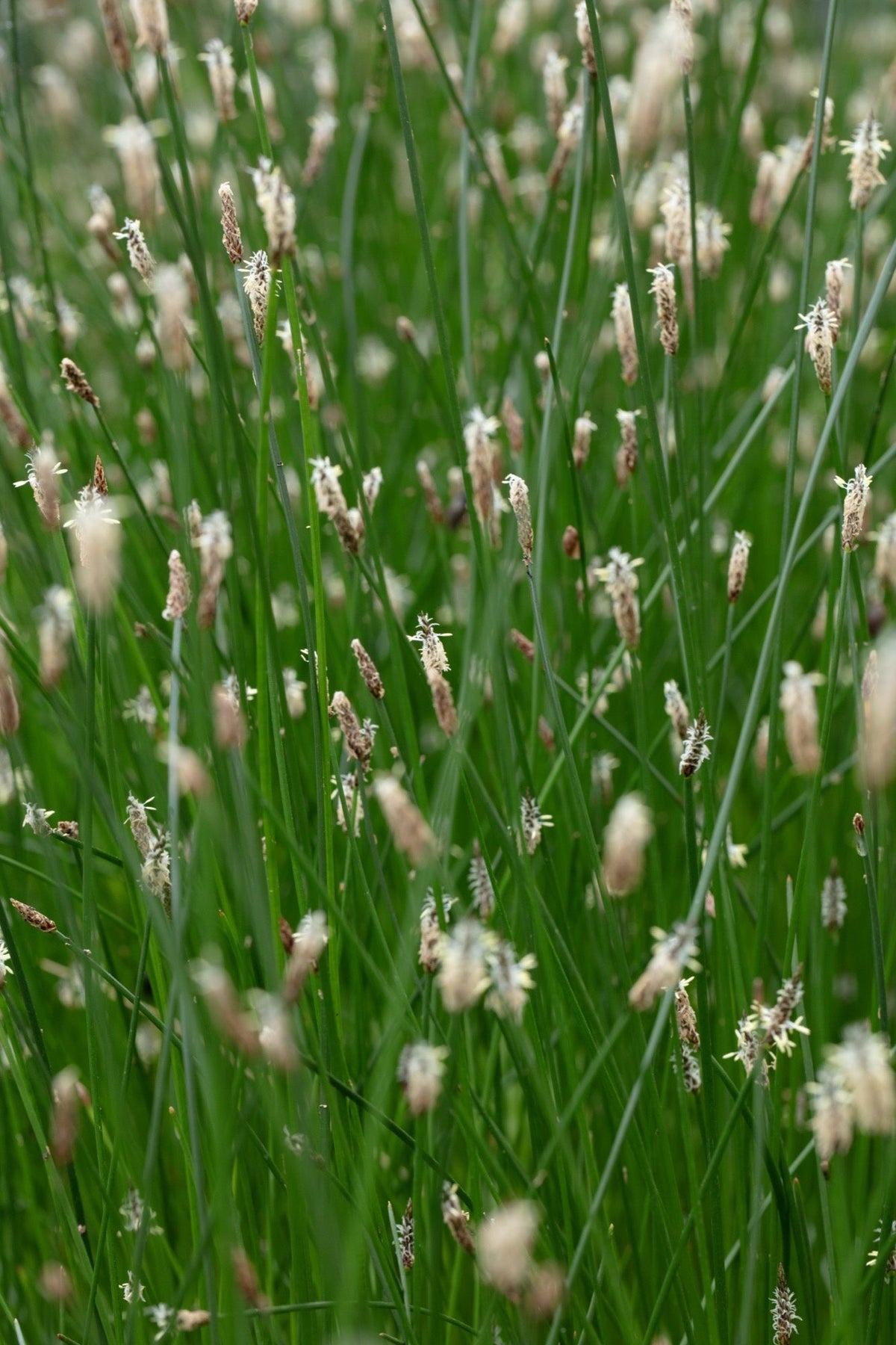 Eleocharis palustris