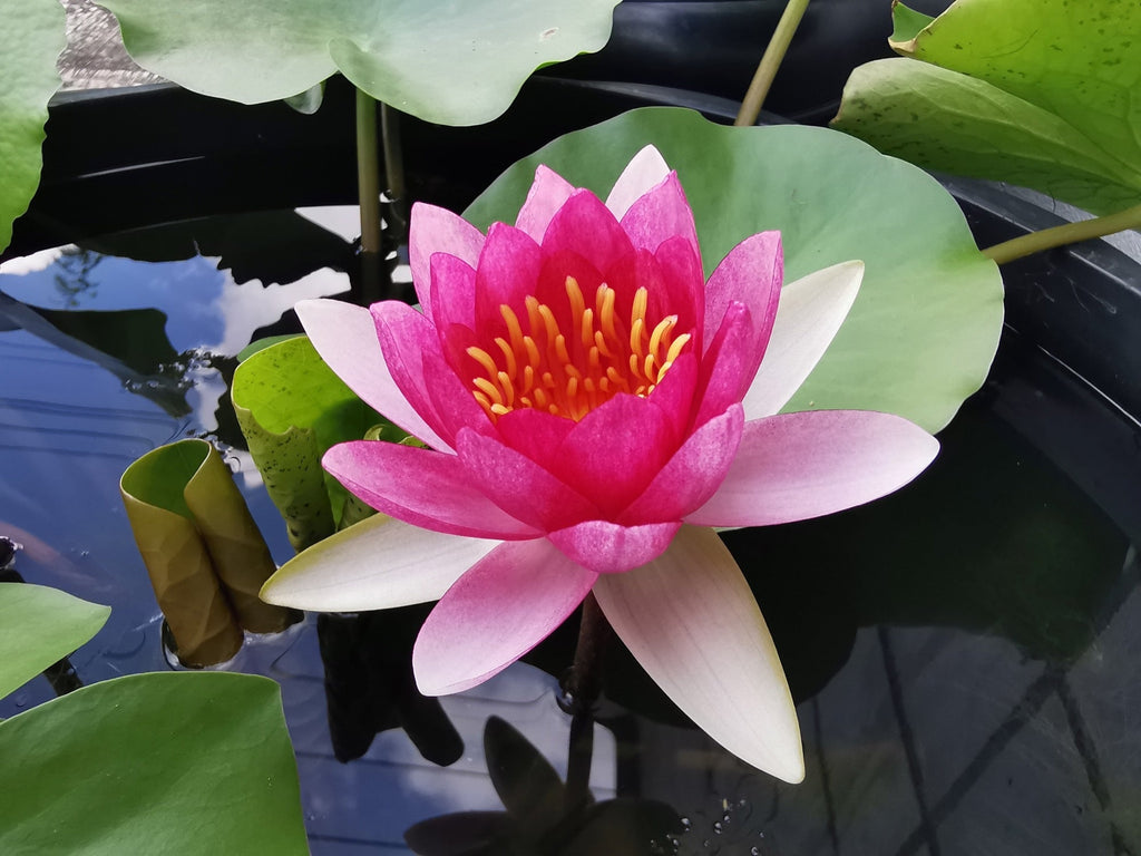 Nymphaea 'Ellisiana'