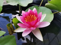 Nymphaea 'Ellisiana'