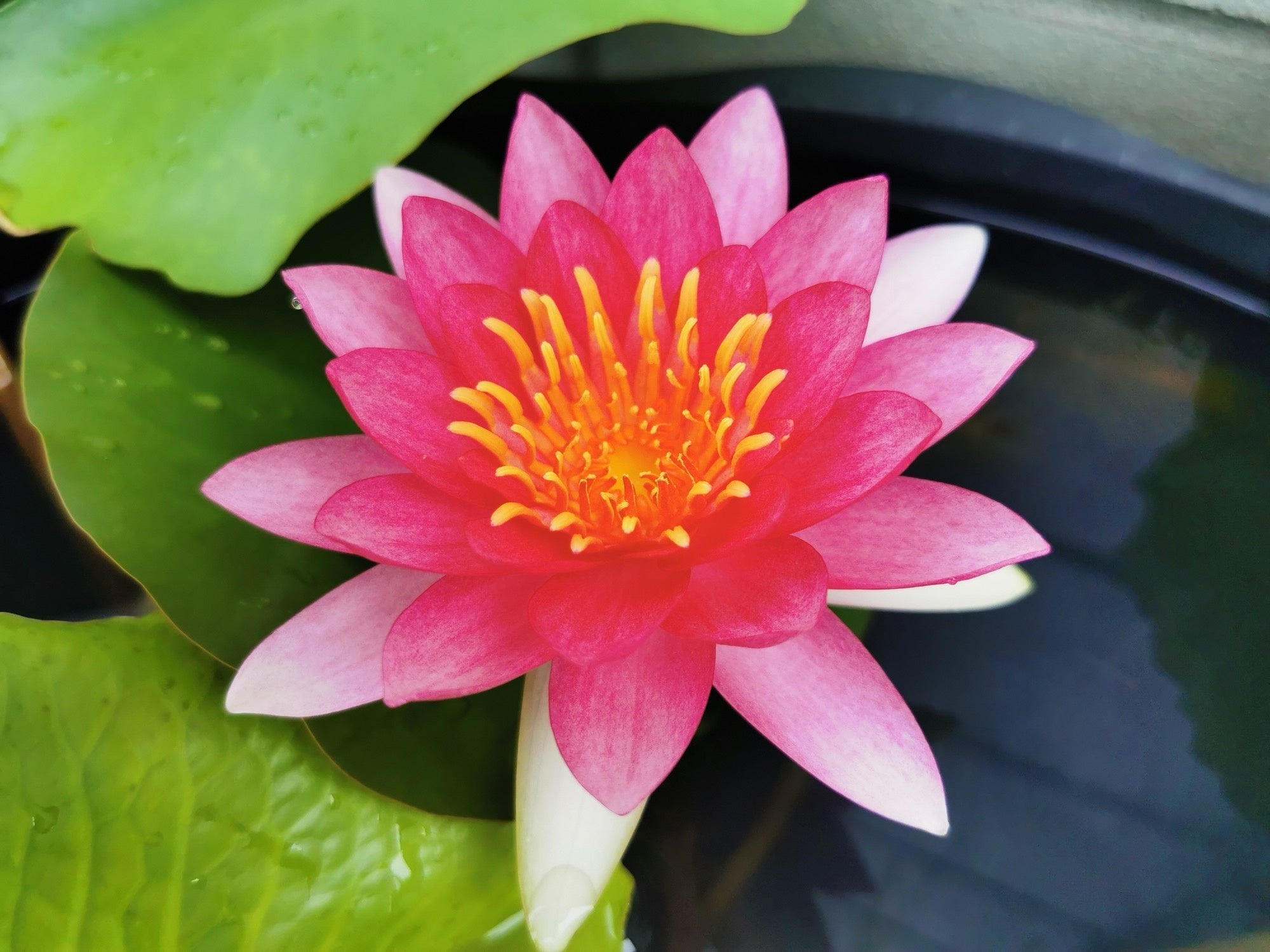 Nymphaea 'Ellisiana'