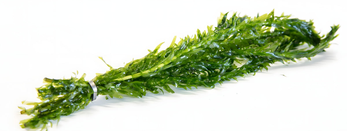 Egeria densa