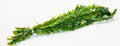 Egeria Densa - OX004