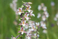 Epipactis palustris