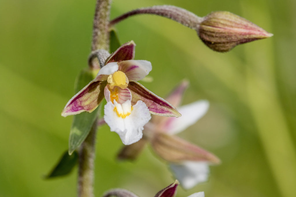 Epipactis palustris
