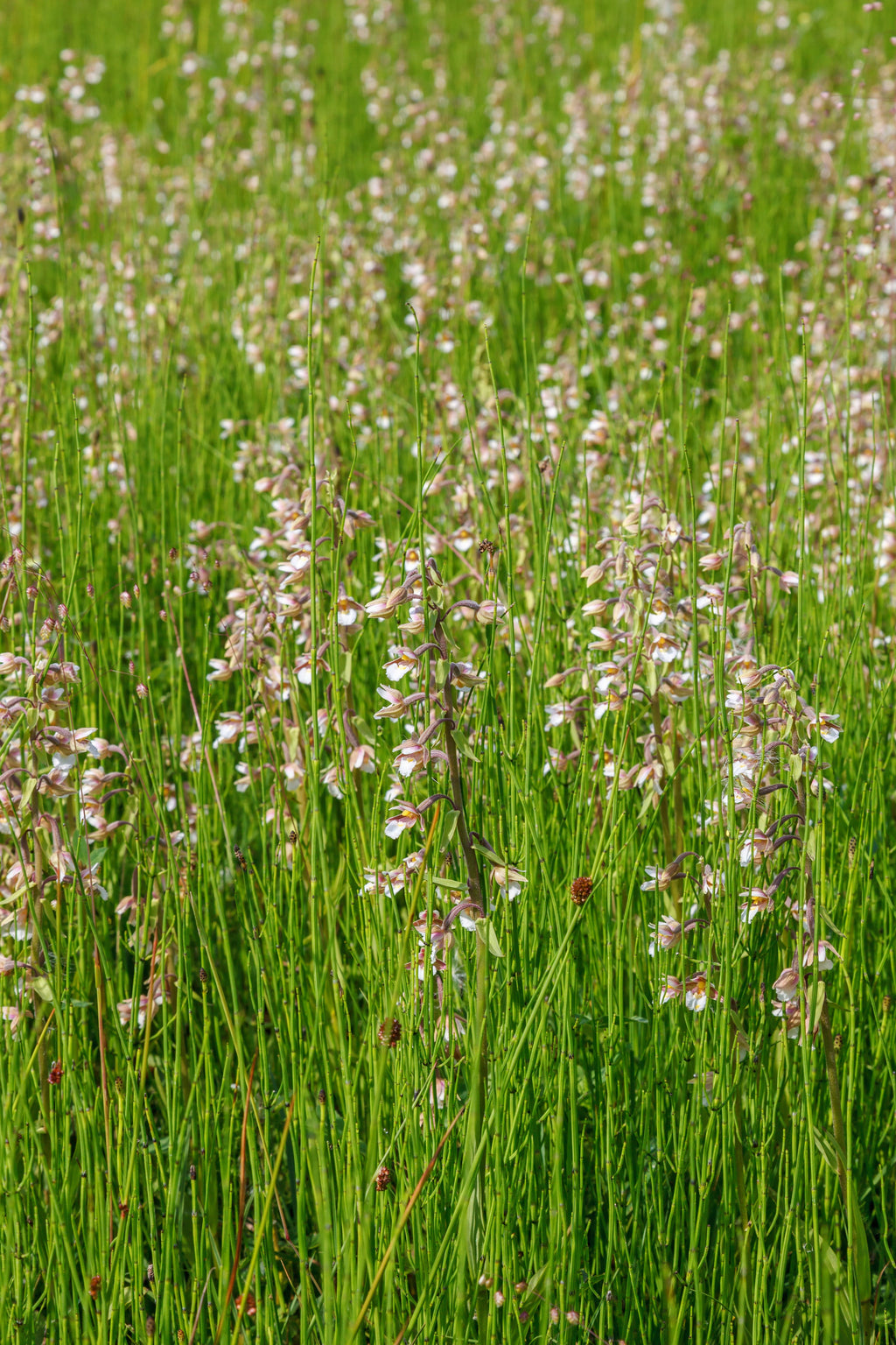 Epipactis palustris
