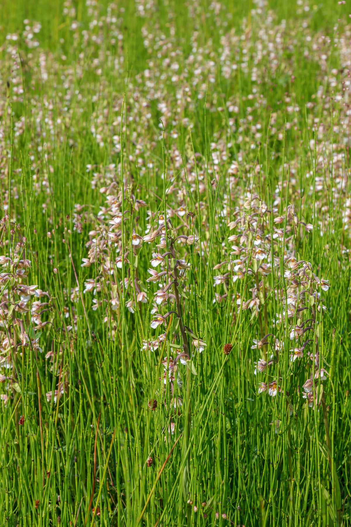 Epipactis palustris