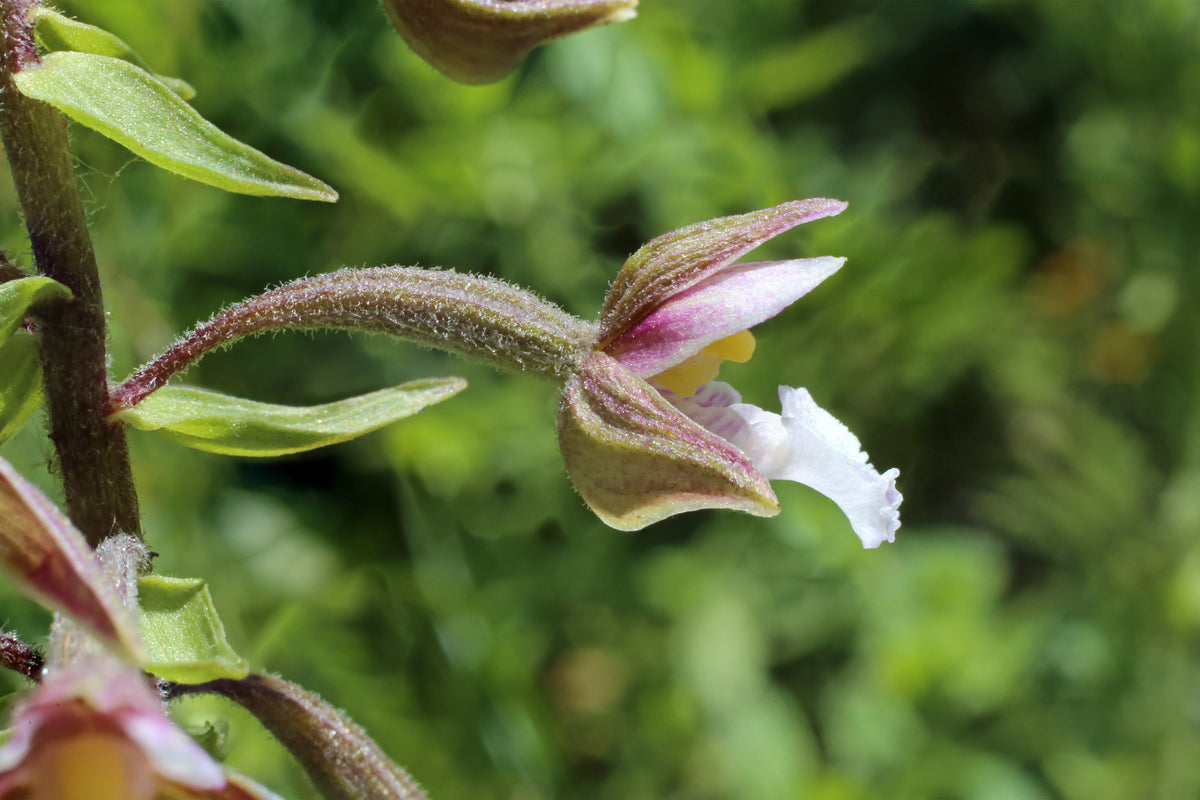 Epipactis palustris