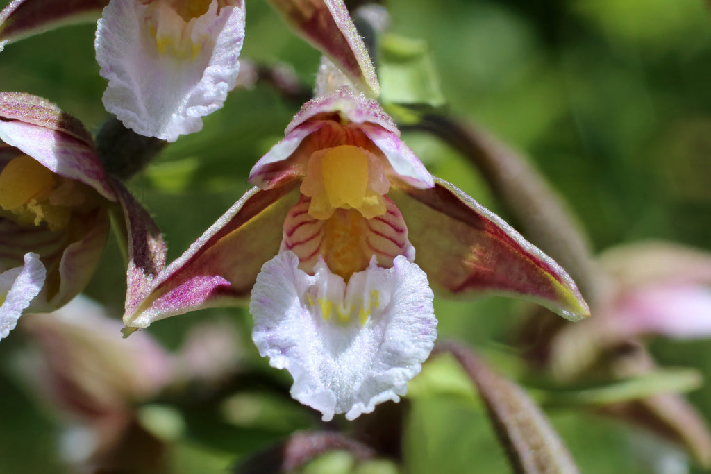 Epipactis palustris