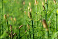Equisetum fluviatile