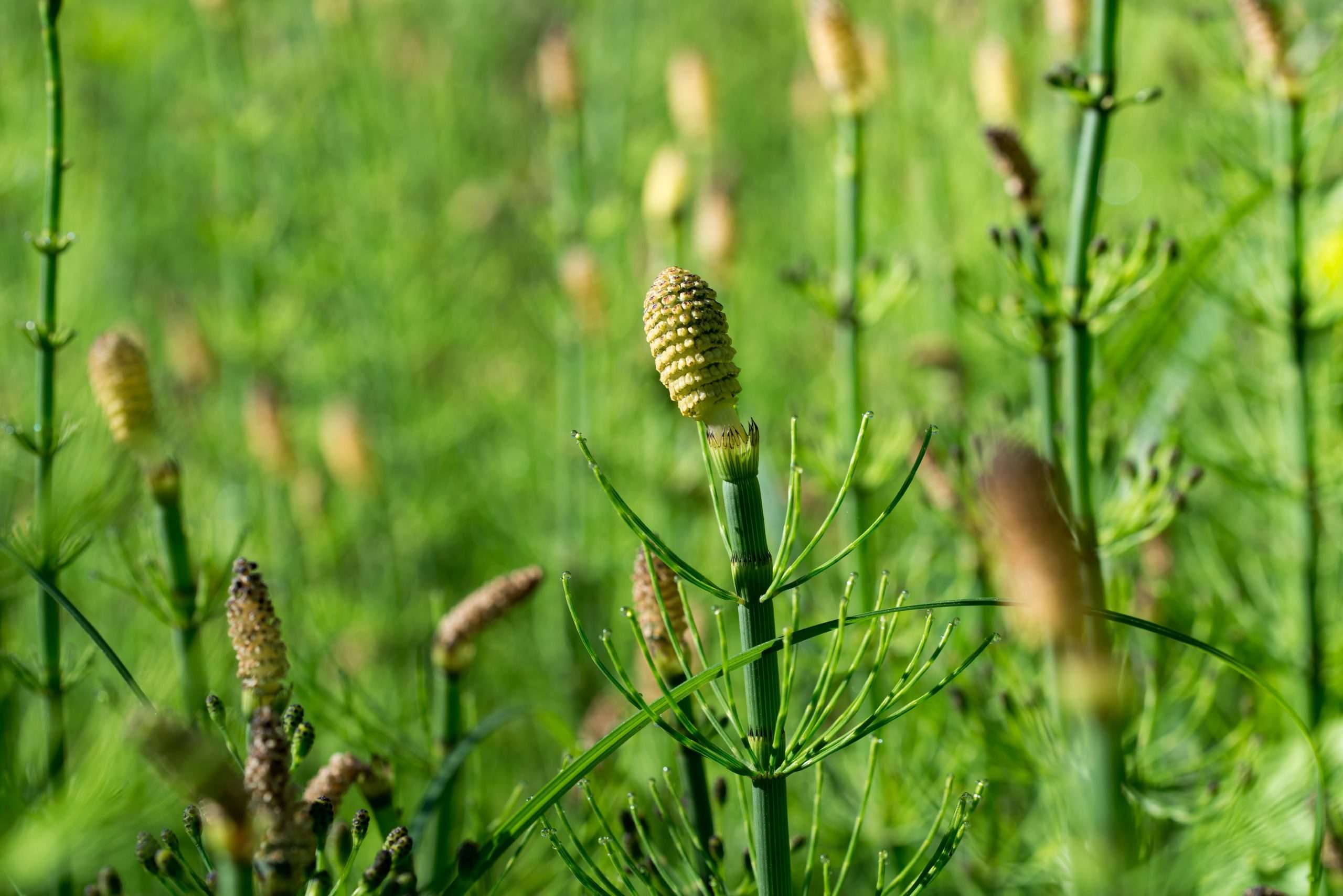 Equisetum fluviatile